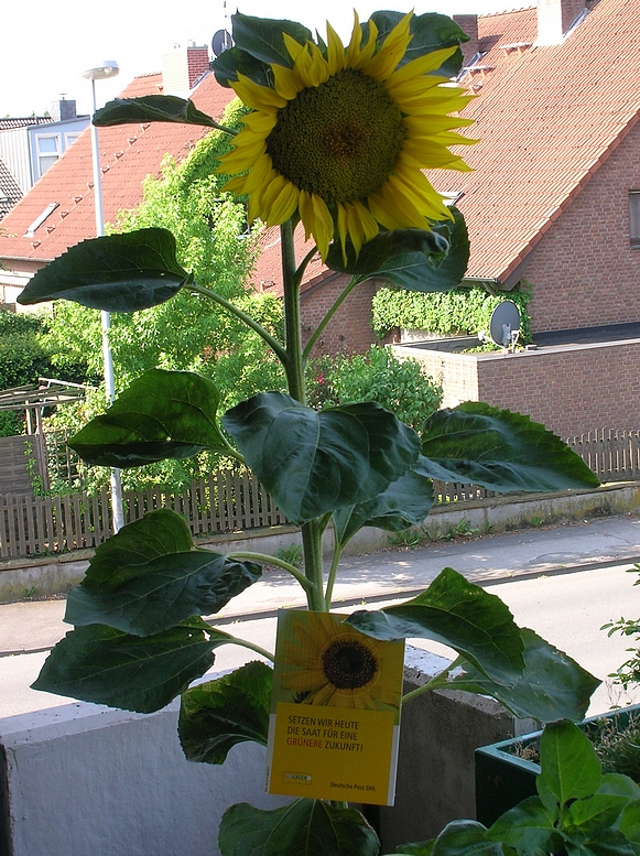 GoGreen Sonnenblume DHL