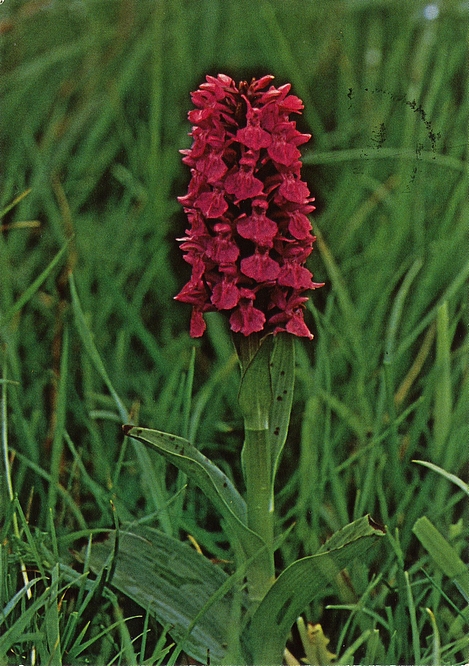 Dactylorhiza purpurella - Reiður Børkubóndi