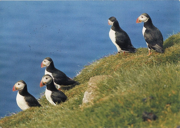 Ansichtskarte - Atlantic Puffin - Lundar á eggini