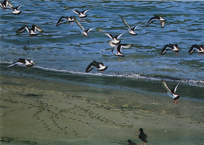 Ansichtskarte - Austernfischer - oystercatcher